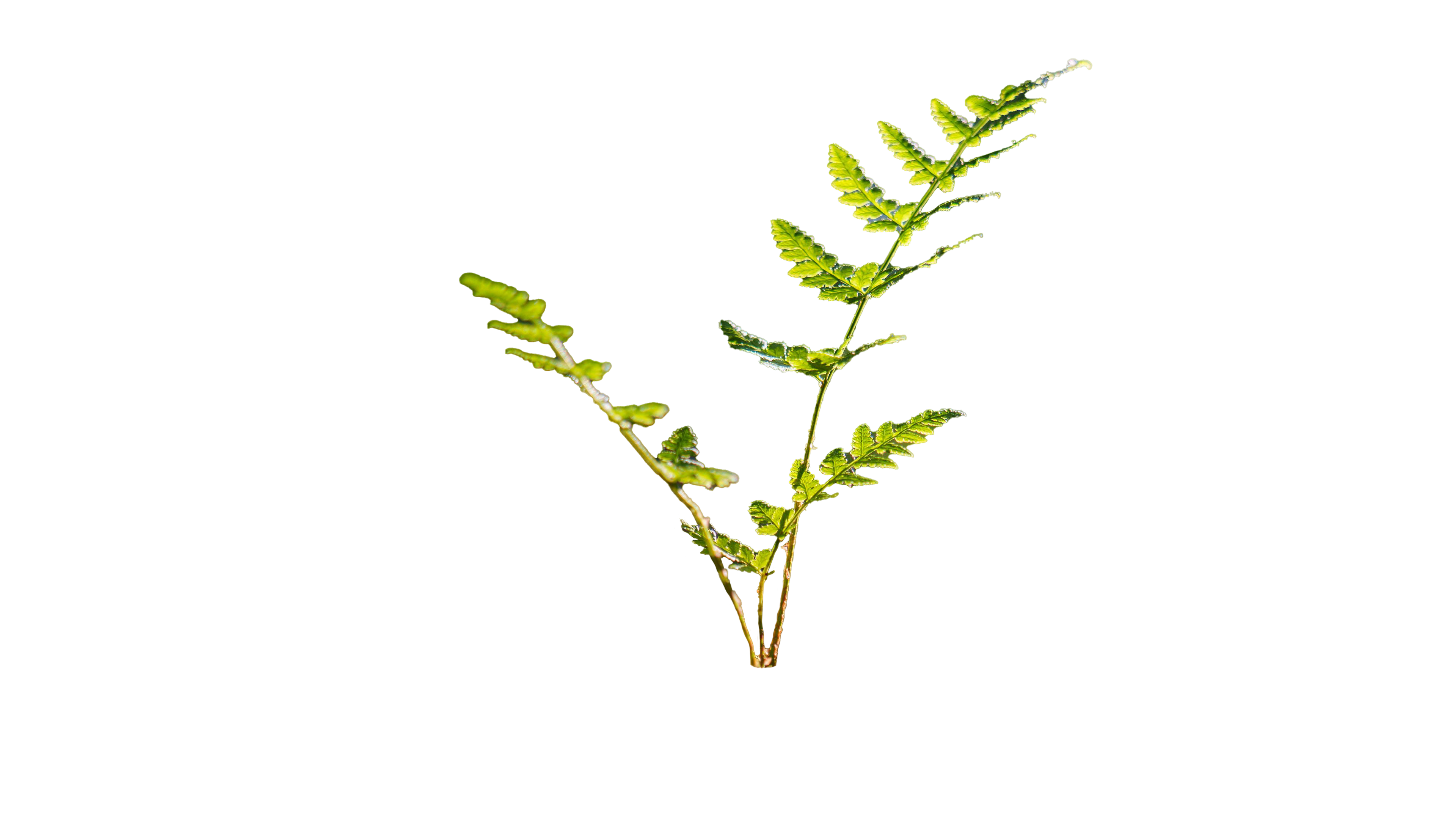 plante